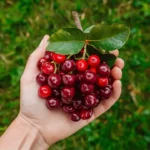 Berry Clever ACAI Puns